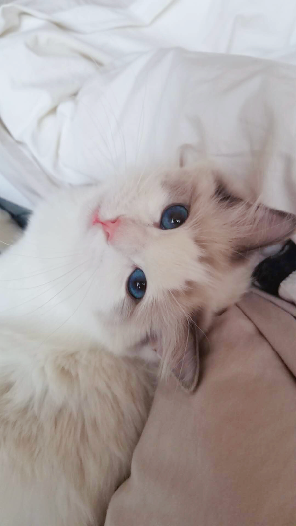 我想问下布偶猫色系,蓝双色,海豹双色,山海双色有什么差别,最好有图.