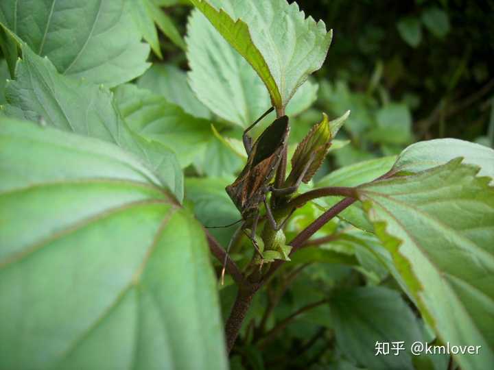 方面的典型是看似跟蜈蚣和蚰蜒(唇足纲)是近亲,实则属于倍足纲的马陆