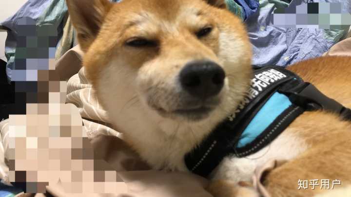 壁纸 动物 狗 狗狗 720_405