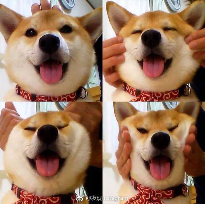 有没有一些柴犬或二哈超可爱的壁纸或头像?