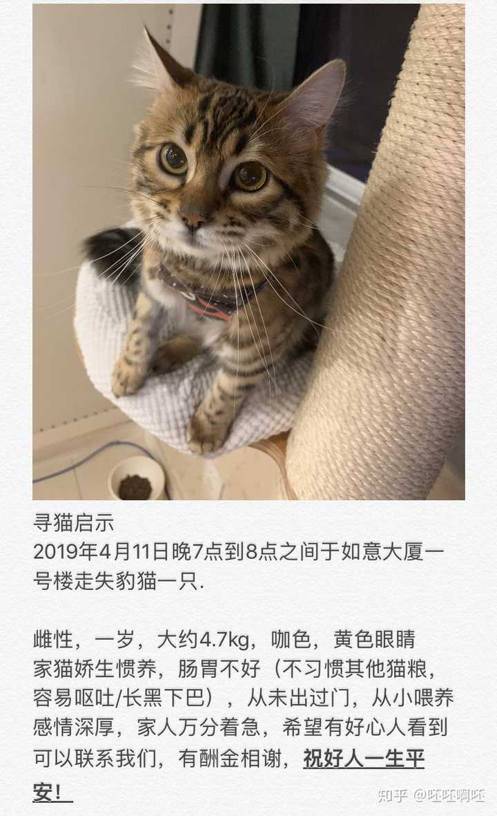 我的猫丢了怎么办?