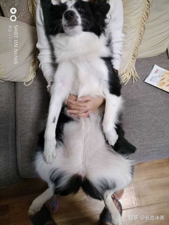 养边牧是种怎样的体验?