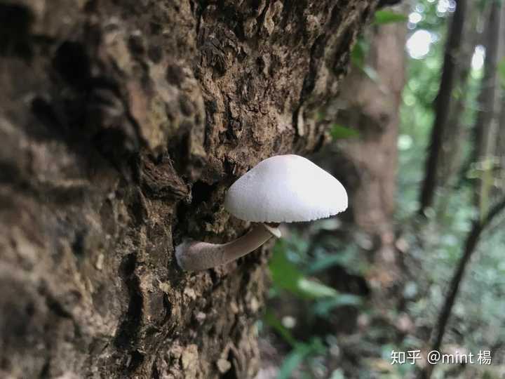 摄于杭州 树上寄生的小蘑菇