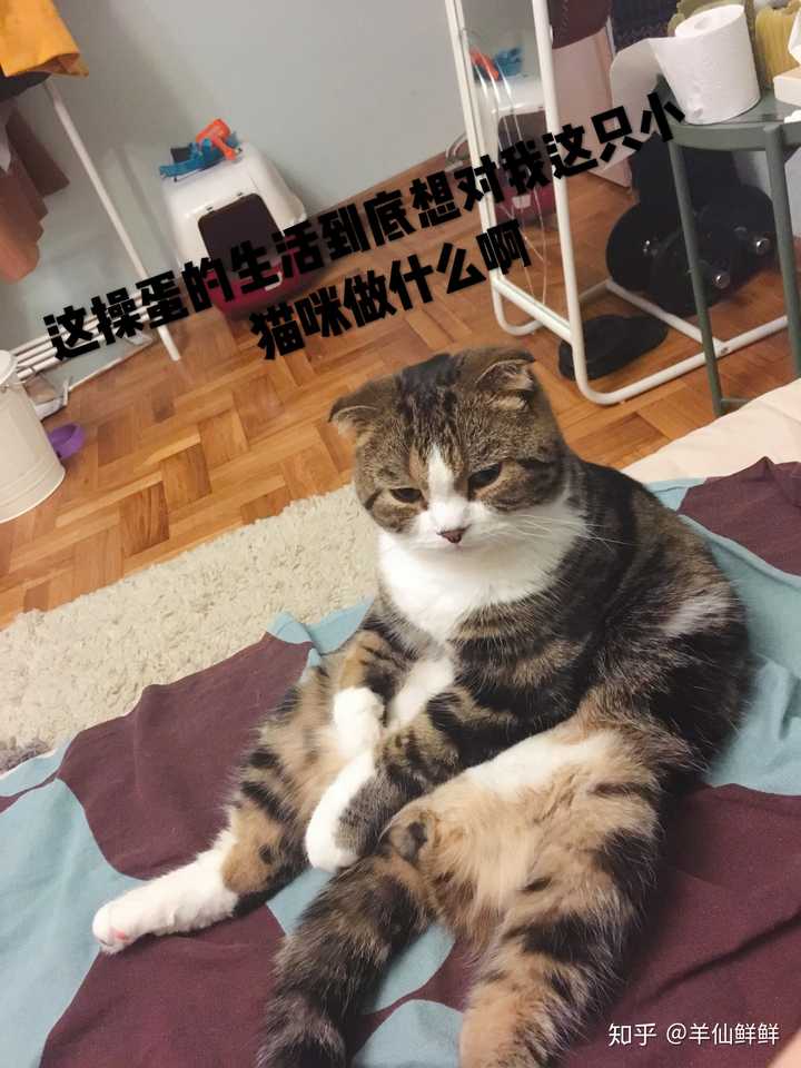 可以看一下你们的猫咪吗?