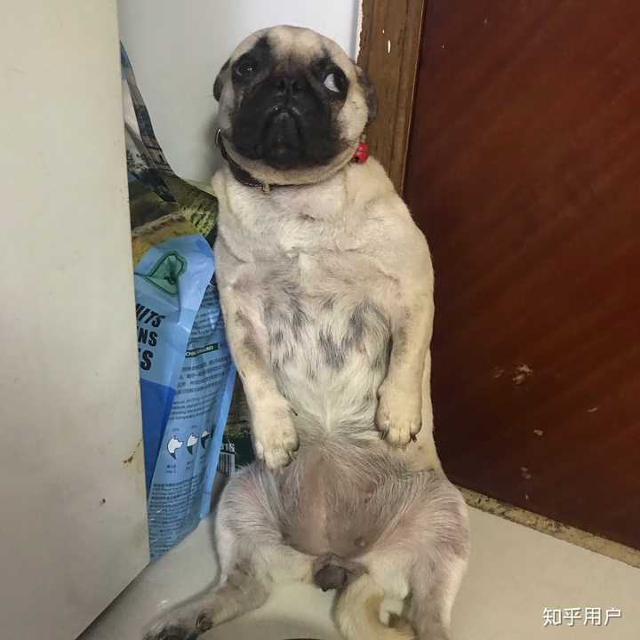 养巴哥犬的朋友可以多分享下图片吗?