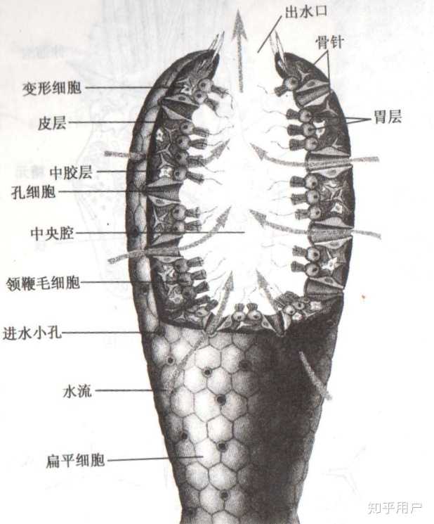 海绵动物的基本结构