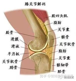 大家膝盖髌下脂肪垫炎都是如何痊愈的?