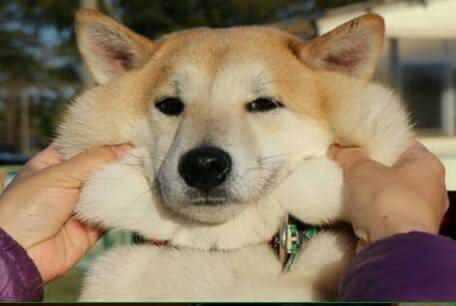 女朋友说我沙雕是什么意思