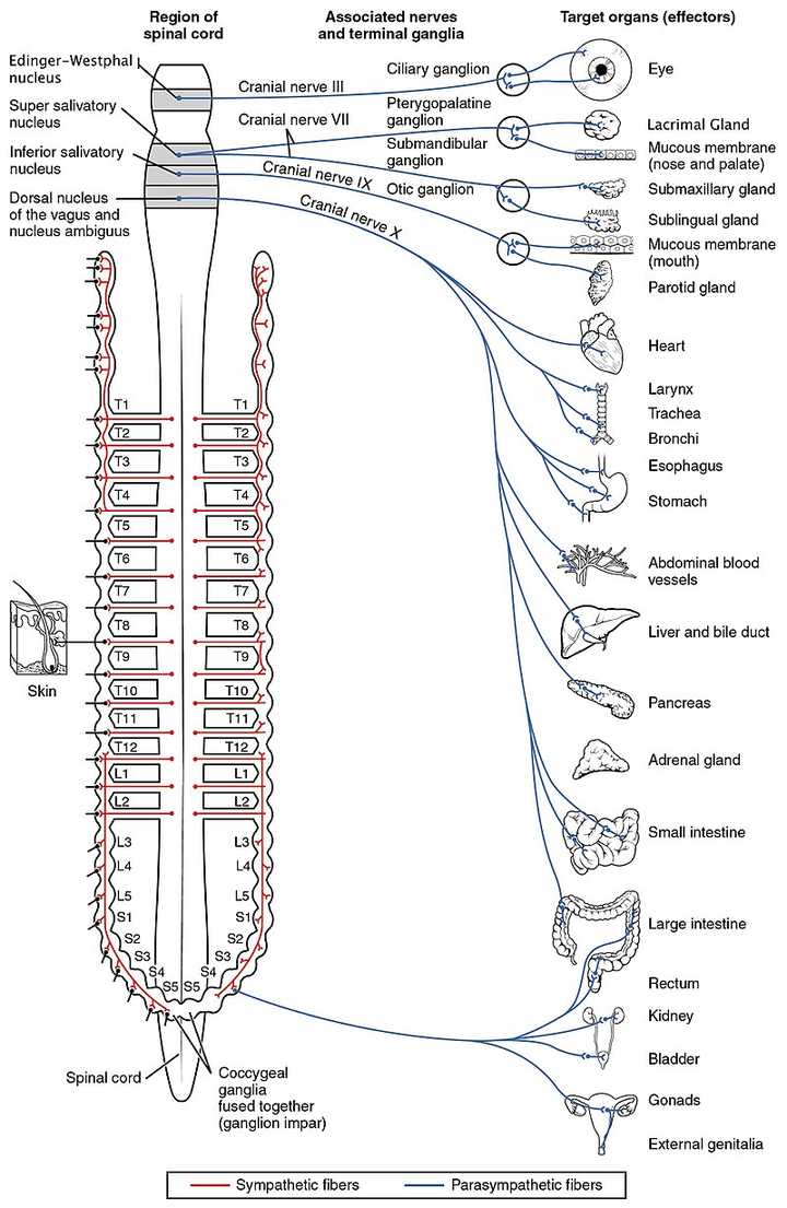 nervous system innervation, showing the parasympathetic (cranio