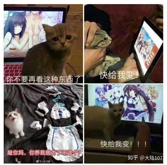 它不能变成美少女