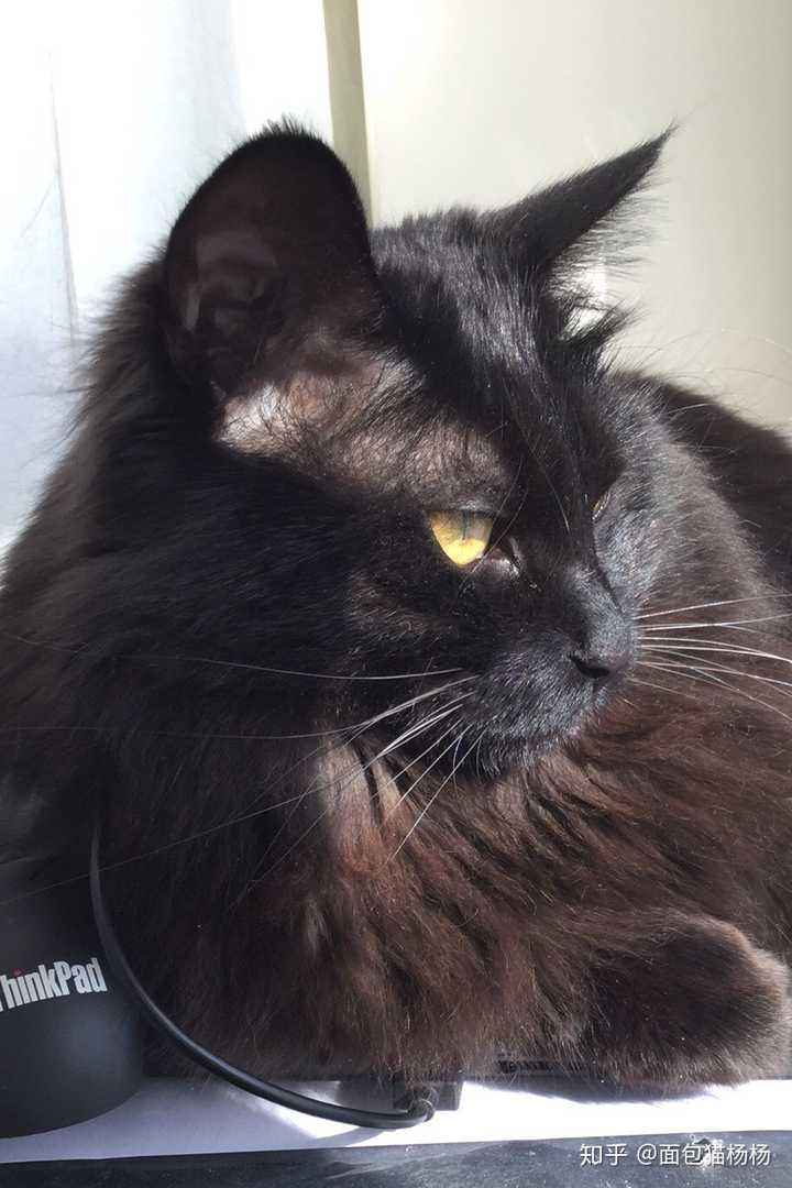 我家这个猫我一直以为觉的就是田园猫,但是朋友们都说不像,求指教!