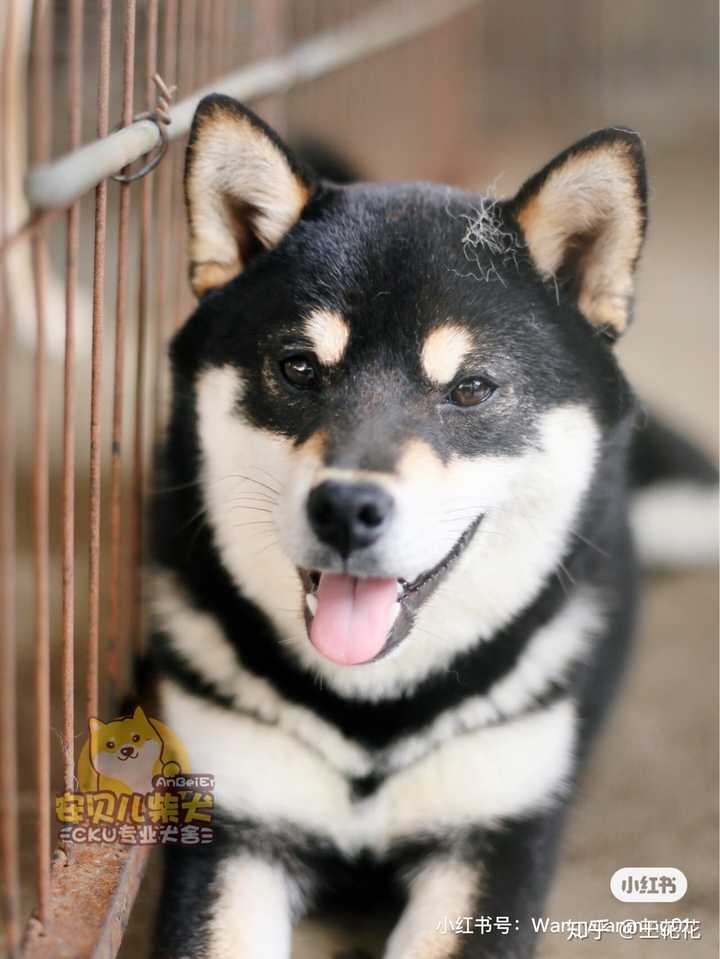 想买只黑柴犬,有没有推荐的靠谱的犬舍.