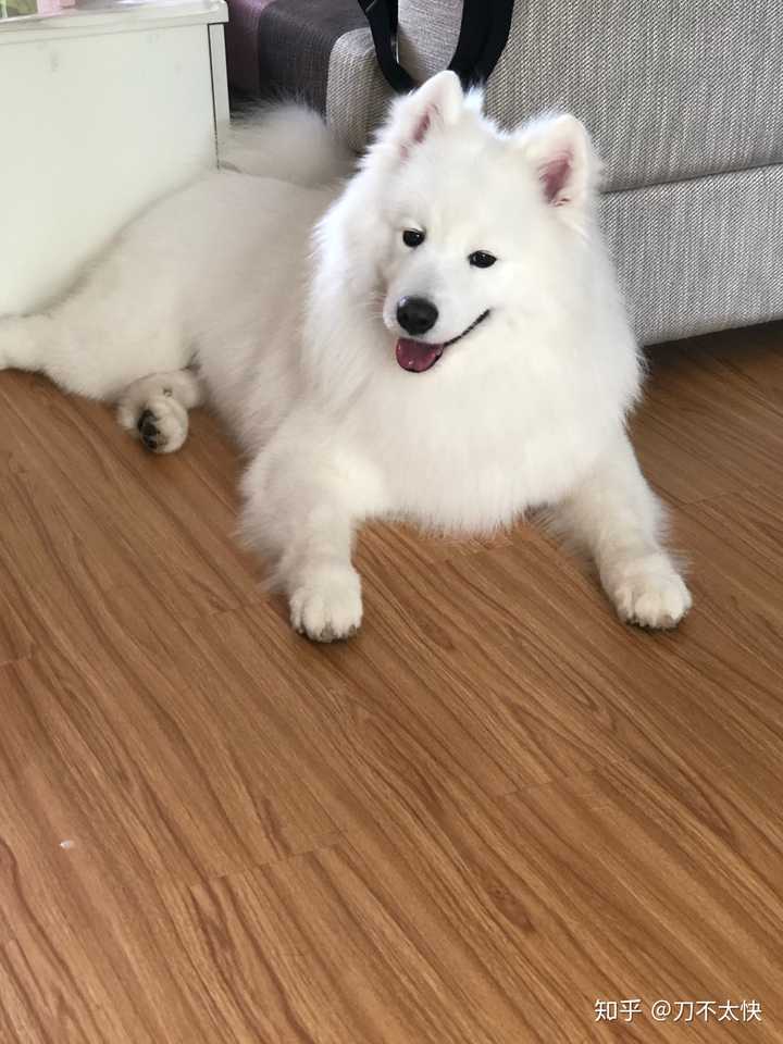 你养的是什么狗,它长什么样?