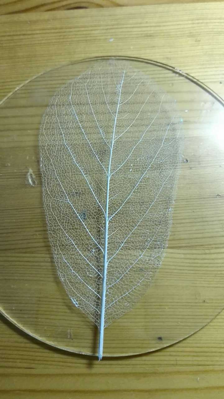 叶脉书签怎么制作?