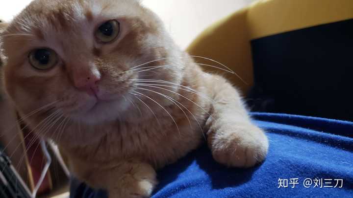 想给田园猫发腮该怎么做