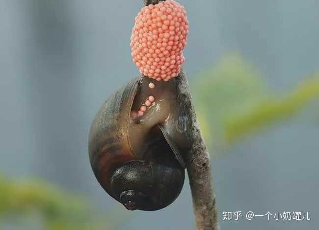 倒不是它有毒,而是因为福寿螺体内含有大量的寄生虫与病菌,有一部分是