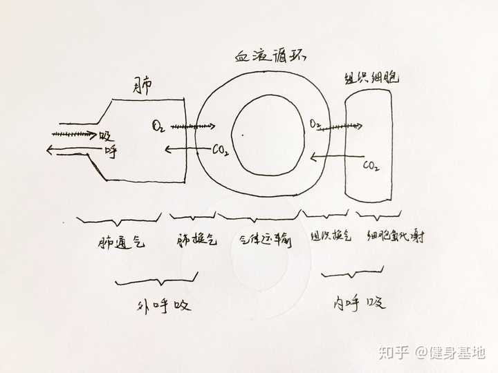 运动中的呼吸规律是怎么来的,有多重要(如深蹲时为什么是下吸上呼?