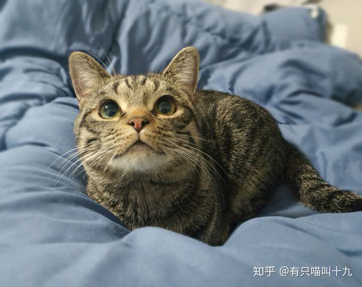 狸花猫可以漂亮到什么程度?