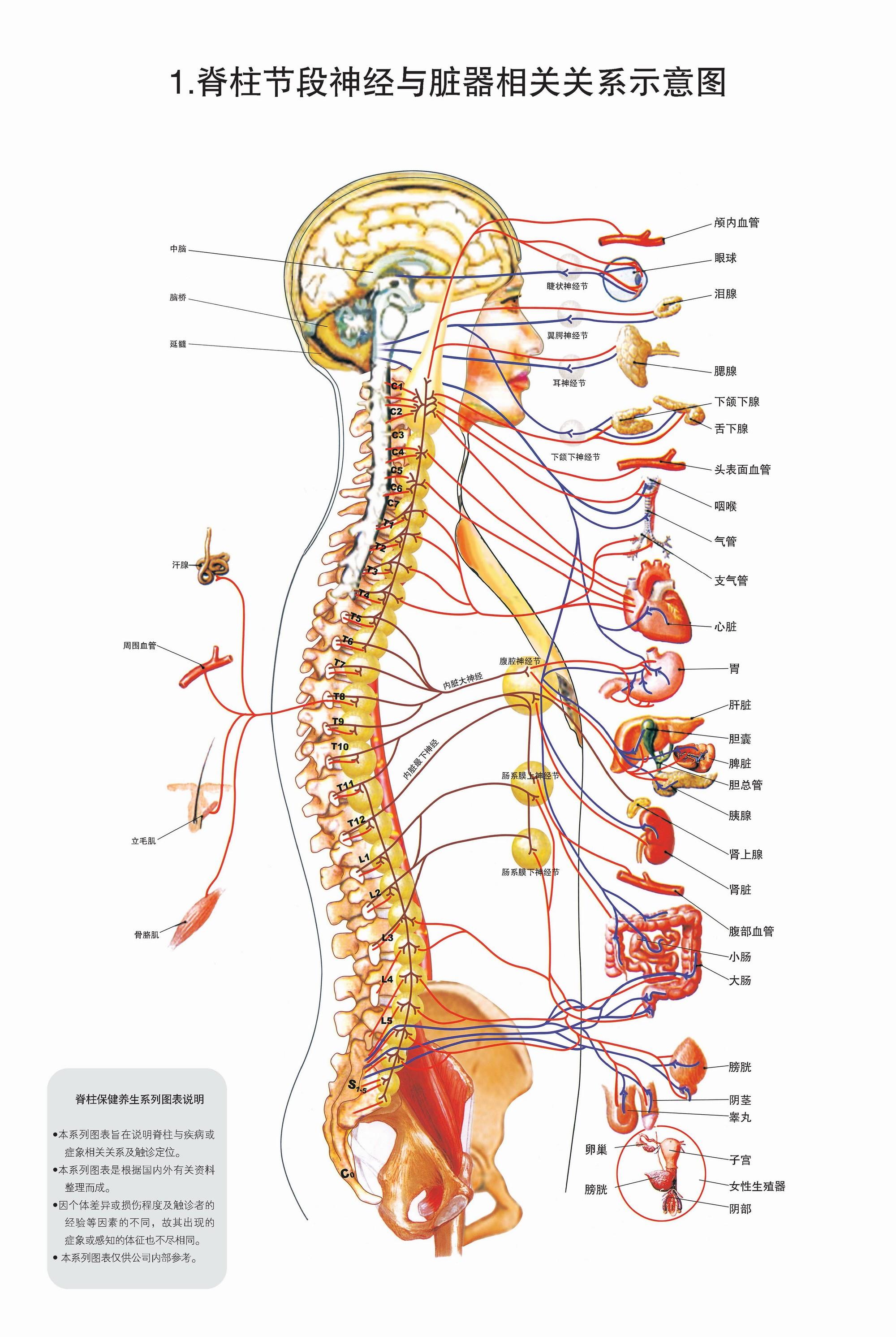 脊柱节段与人体部位的对应图大全,你想要的都在这里