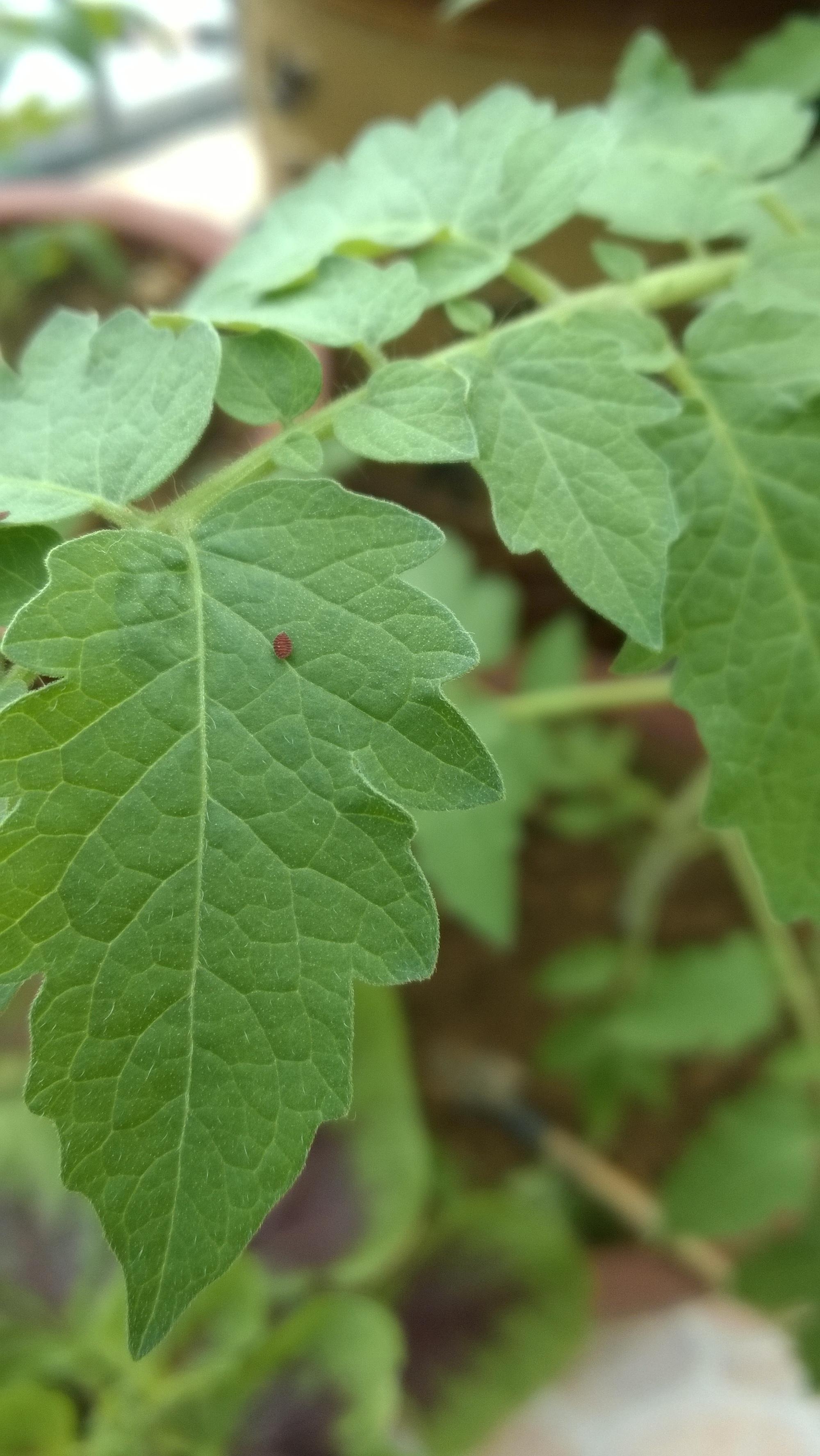 请问在这片番茄叶上的是什么虫子,还是虫子的哪种结构?