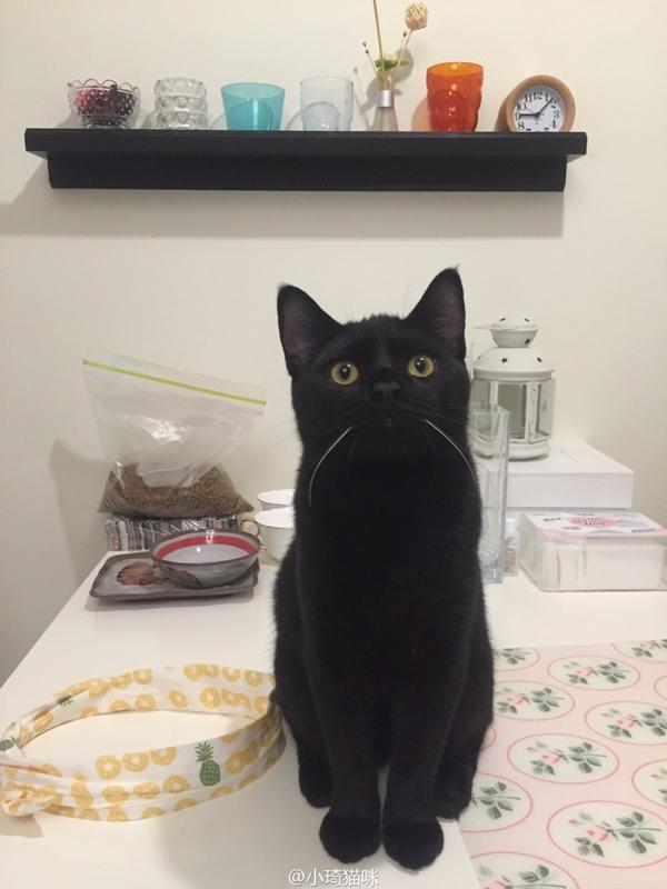 猫的智商能有多高?