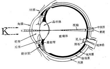 近视的人捐献眼角膜给视力正常的病患,病患会不会也近视了?