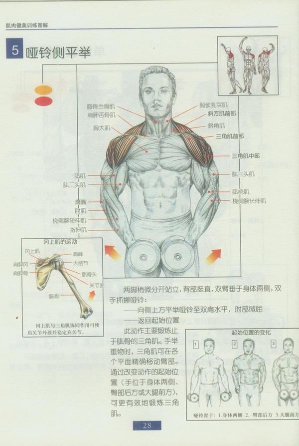 后束就是俯身飞鸟或者夹胸的那个器械能调成练后束的,要是只有哑铃就