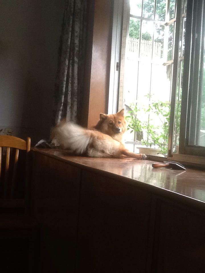 你跟喵星人或者汪星人有哪些值得一说的故事?