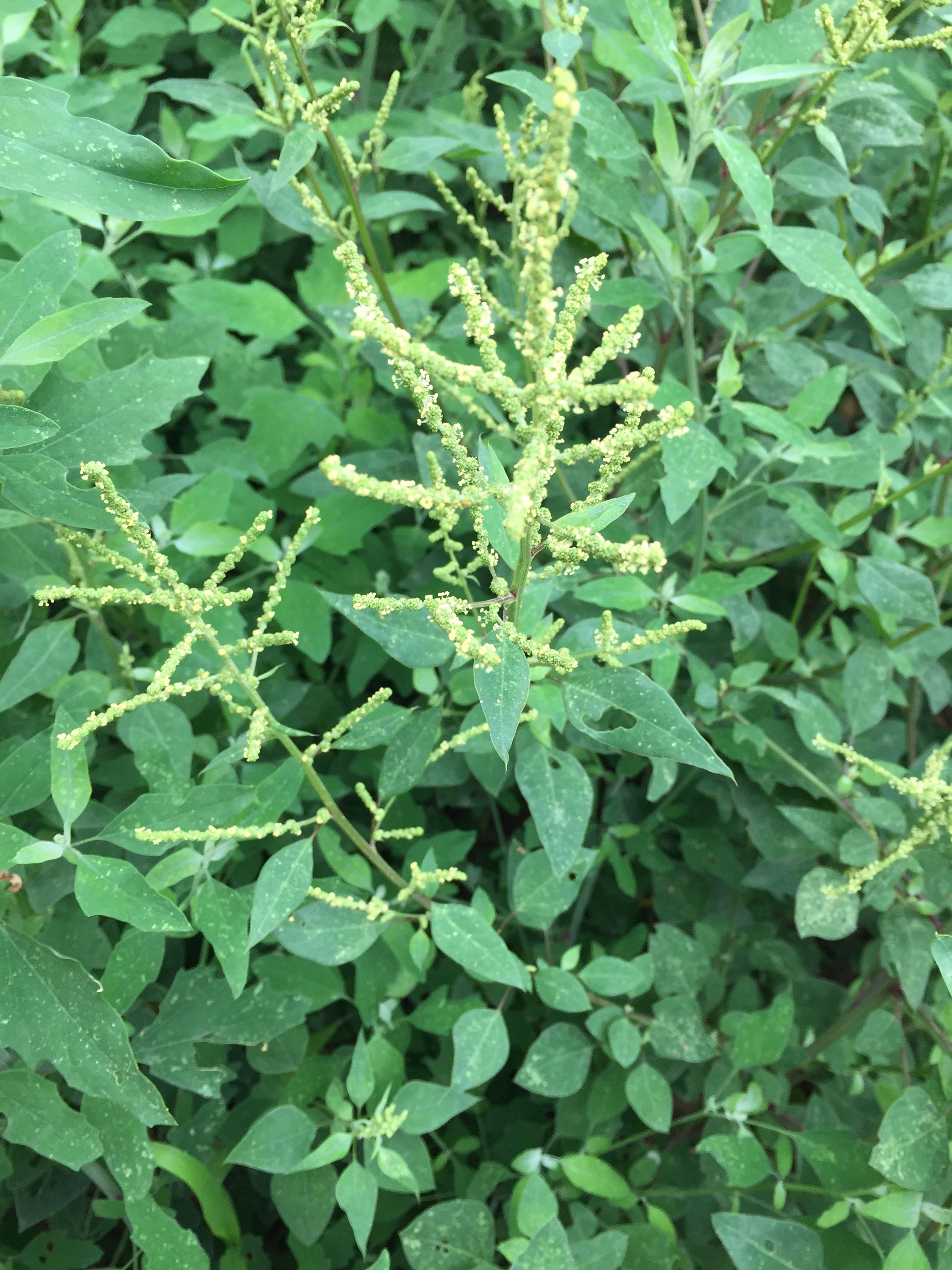 藜科的尖头叶藜(chenopodium acuminatum)