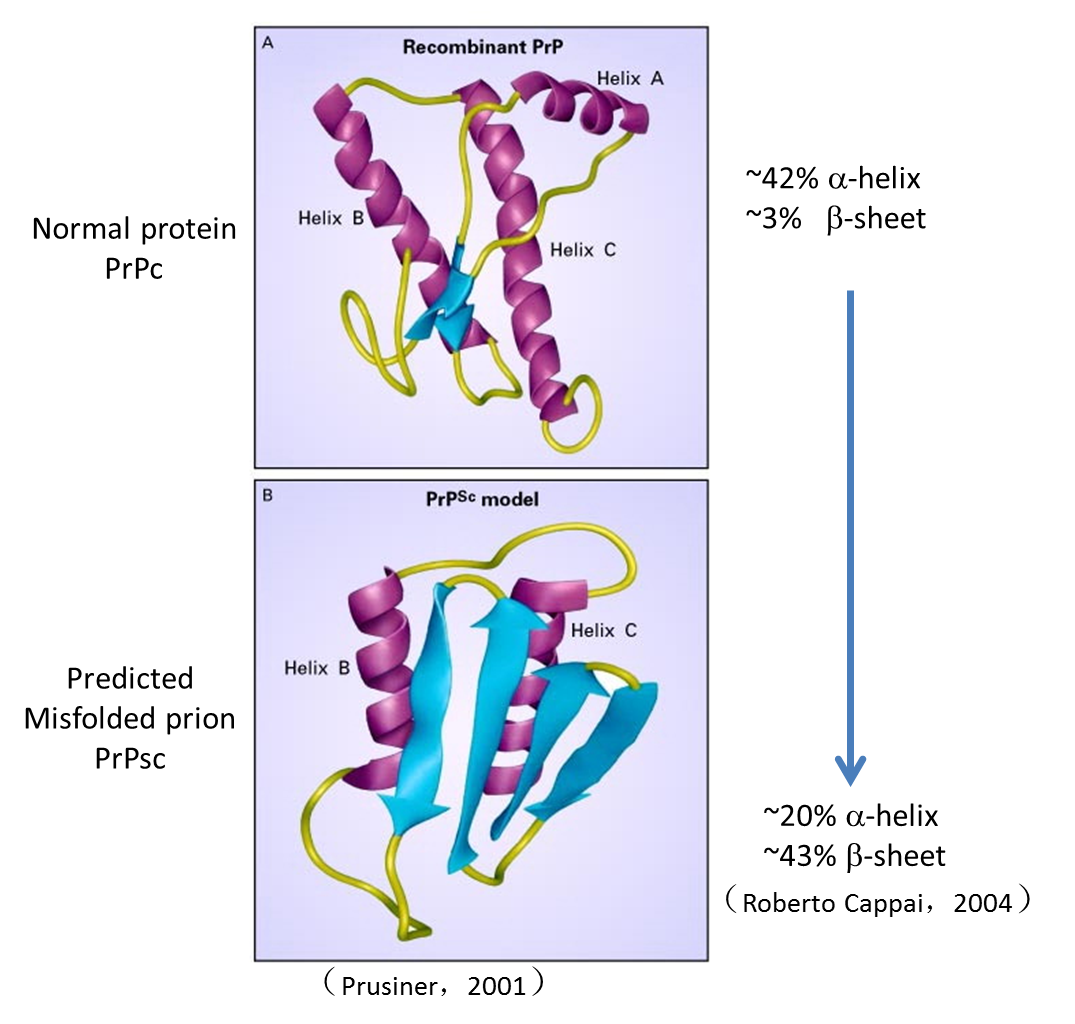 蛋白质本身不会复制,说朊病毒的复制实际是指 错误折叠的prion(prpsc)