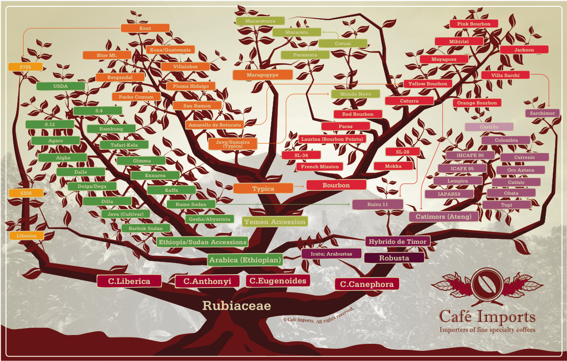 com下的咖啡豆family tree(见下图),几乎囊括了所有市面上的咖啡豆