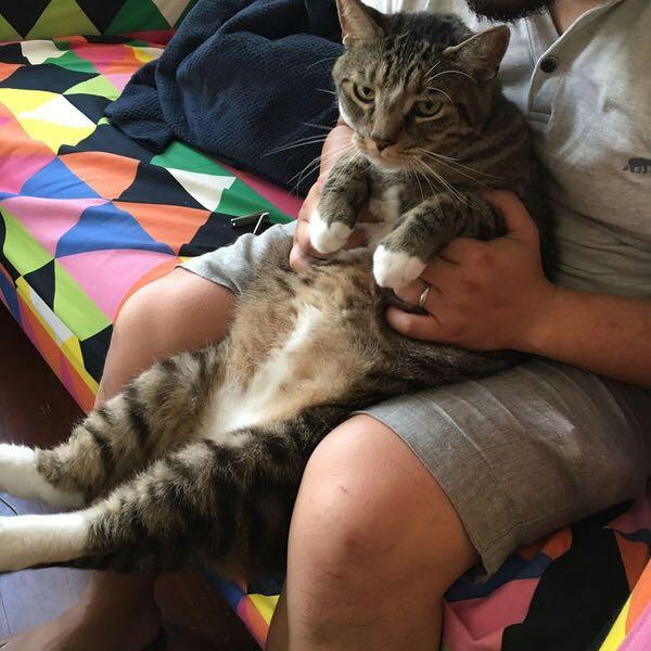 猫最大可以长多大?