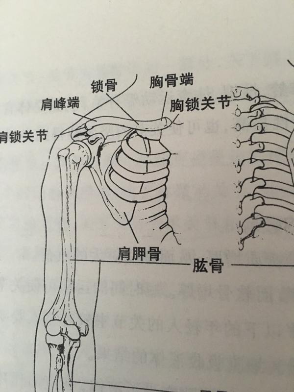 说明问题之前先看锁骨的结构:横位于胸骨与肩胛骨之间,形似长骨,但无