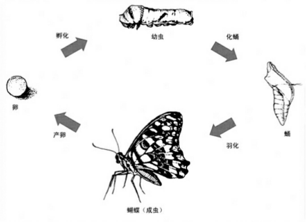 知乎日报 知乎