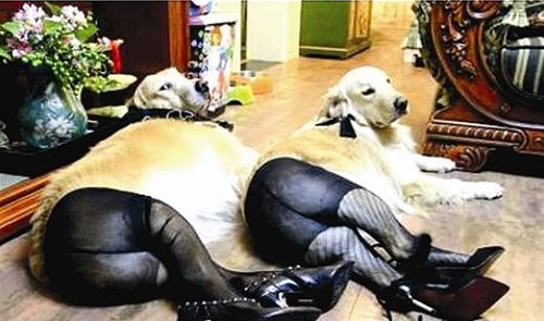 为什么吊带袜显得性感?