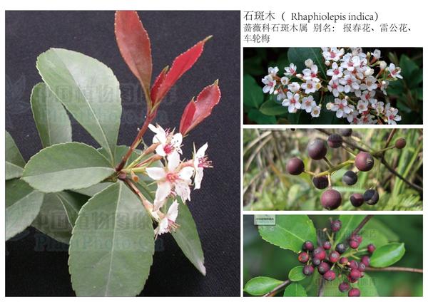 石斑木(  rhaphiolepis indica) 蔷薇科石斑木属  别名: 报春花,雷公