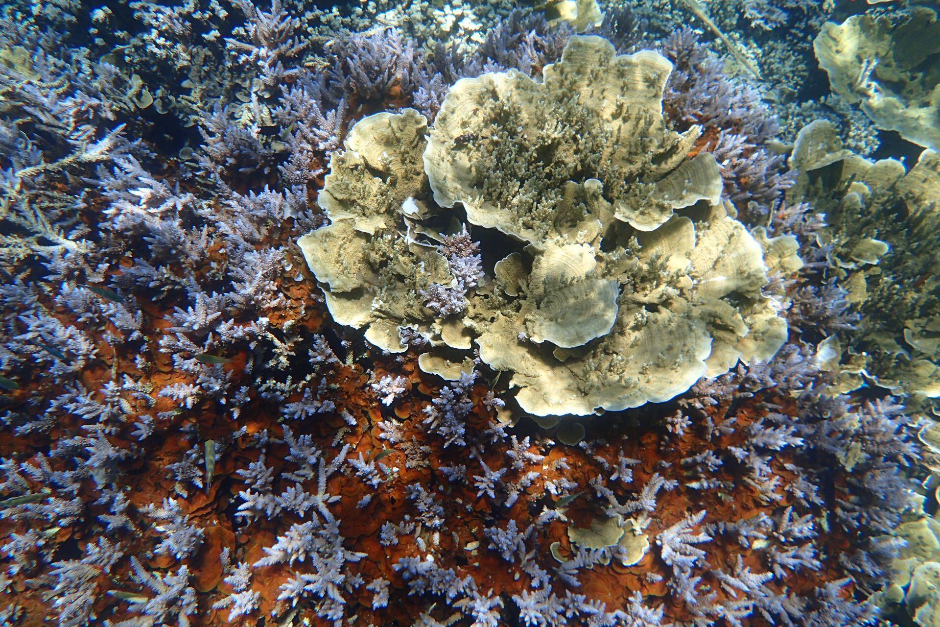 去帕劳旅游人均大概多少钱? - 旅游推荐 - 知乎