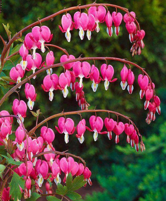 bleeding heart   荷包牡丹    dicentra spectabilis