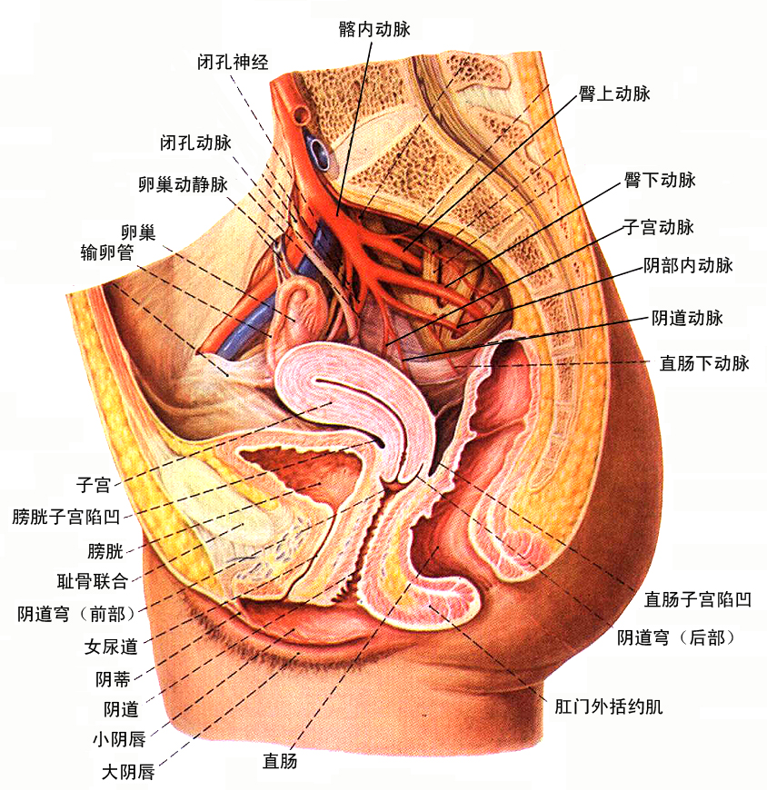 男性解剖图是酱婶的,男性没盆腔 诺 看到啦,女性盆腔有除了有和男人一