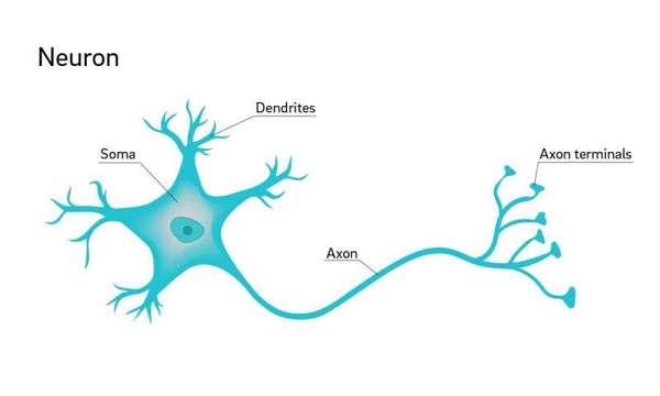 nervous system structures dendrite axon synapse diagram nervous system structures dendrite axon synapse diagram