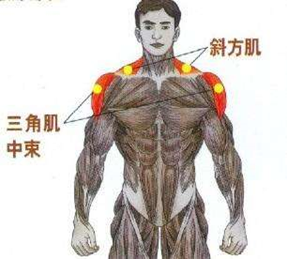 通过下图可以看出练不练斜方肌对肩宽的影响,左边的男性没有丰厚的