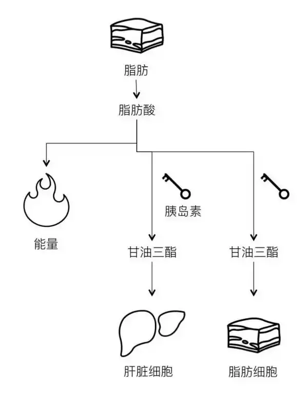 甘油三酯的另一个生成途径是脂肪本身,由食物摄取而来的中性脂