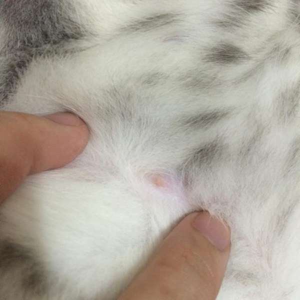 如何判断猫的性别?