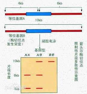 白夜追凶 里可以通过dna 鉴定区分同卵双胞胎吗