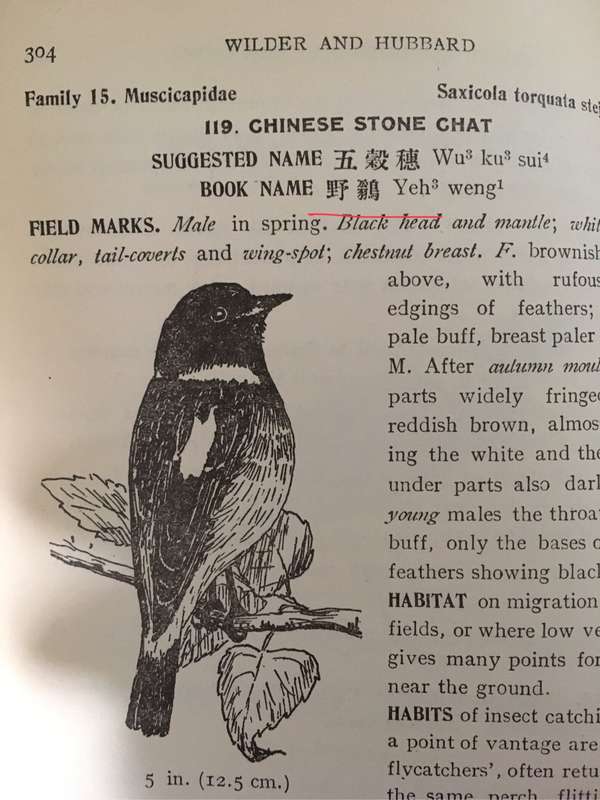 鸨鹗鹄鸫鸠鸸鹋鹪鹩……怎么鸟都爱用这种中文名?