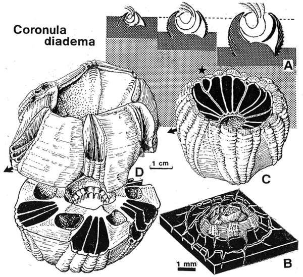 v2-d26b36a7a11ee37c221ab6193faabbe3_b.jpg