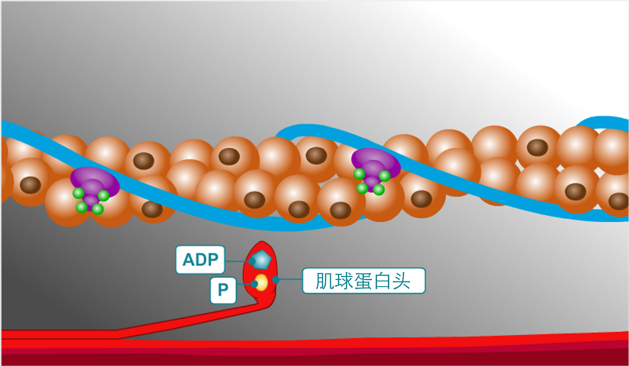 原来结合在肌球蛋白上的adp和磷酸被释放出来后,肌球蛋白头回到松弛