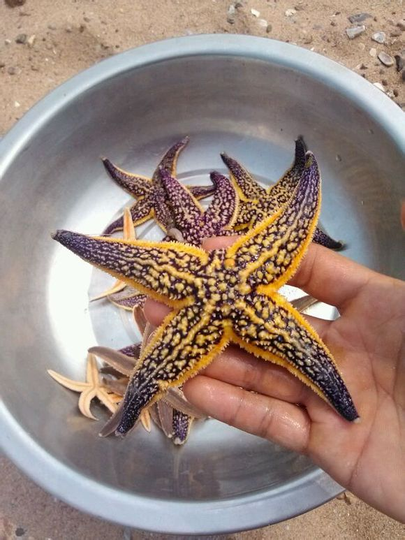 海星有没有四个角的?