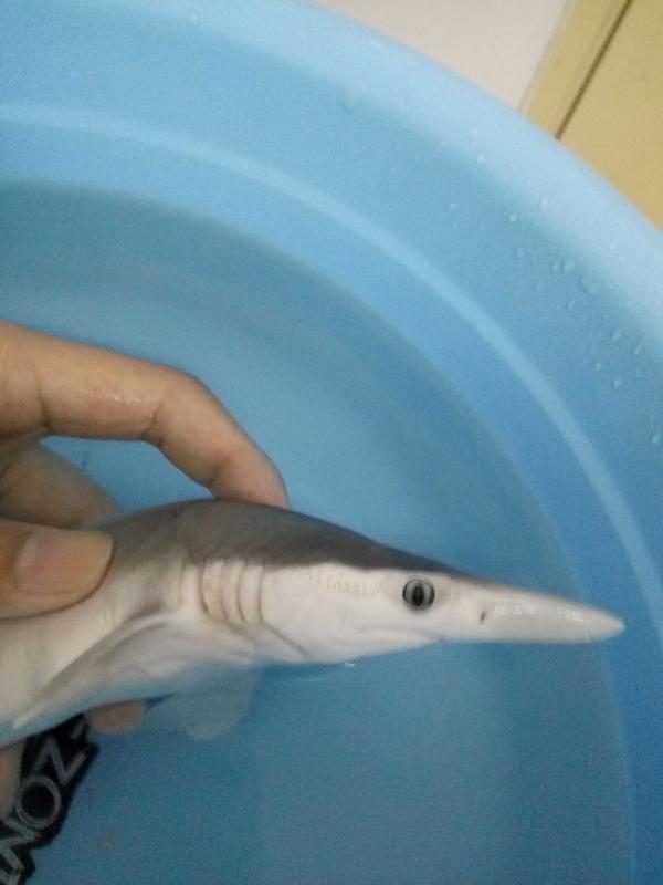 钓到一只小鲨鱼 ps:谁去帮我去问问@博物杂志 这是什么鲨呀?