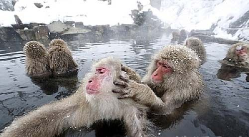 如果有来生,最想做什么动物?